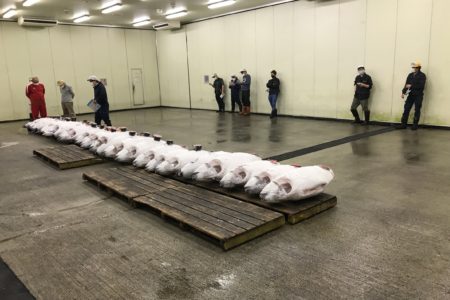「冷凍マグロの相場に異変有り？」