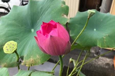 雨に濡れた蓮の花