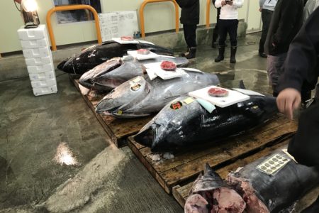 巨大な大間産本鮪入荷！
