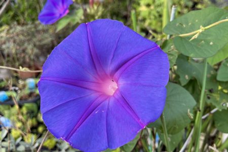 熱中症とマスク