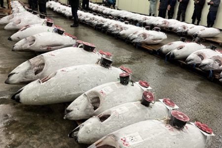 どっちも大バチです