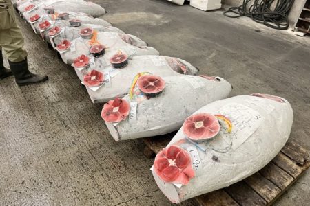 受難続きのマグロ業界