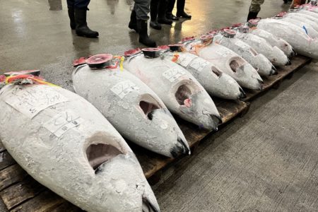 天然物だから、競り売りする