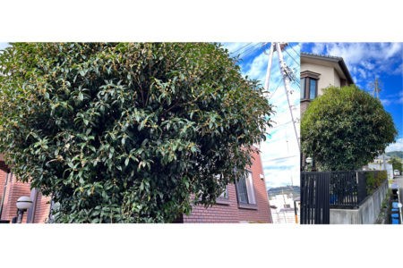 キンモクセイ香る