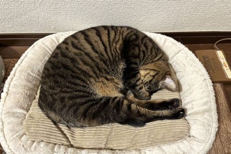 見事なニャンモナイト