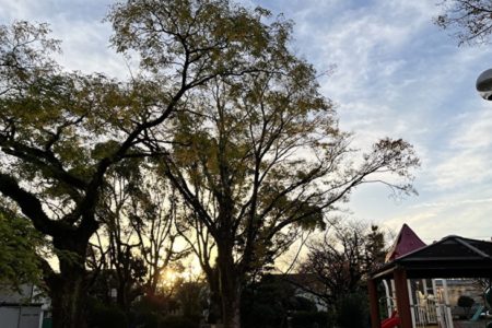 年明けの冷凍マグロの相場