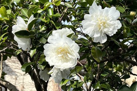 冷凍マグロ加工のゆくえ