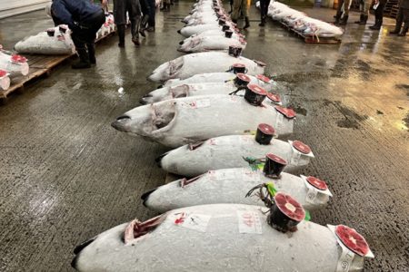 マグロの赤身の実力