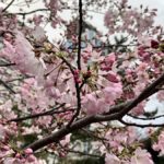 東京は桜が満開