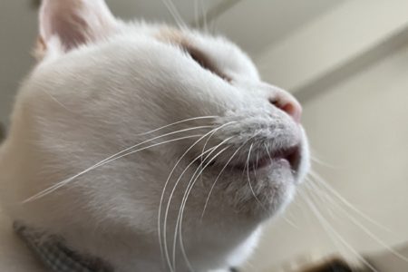 レコード・ストア・デイ2023