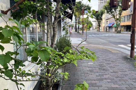 加工に追われた６月