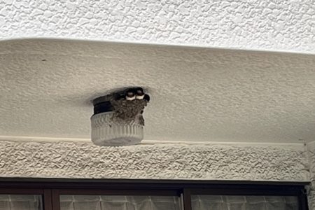 つばめの巣は縁起が良い！