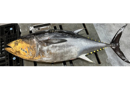 生本鮪（蓄養）