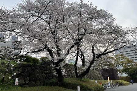 駿府城公園の桜