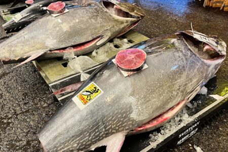 近海生マグロの季節到来