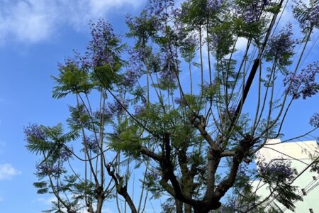 ジャガランダの花咲く