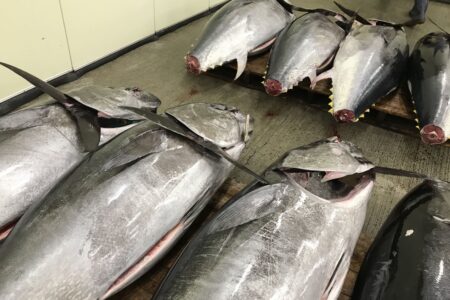 マグロの流通その①生（生鮮）