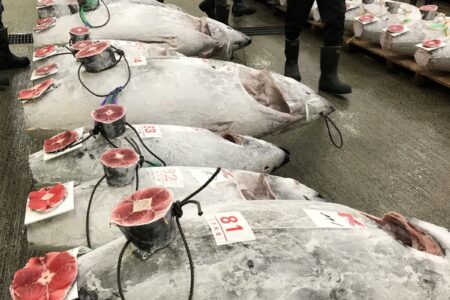 マグロの流通その②冷凍