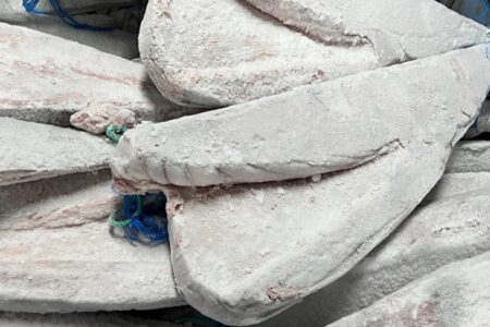 マグロの生育方法その②養殖・蓄養物