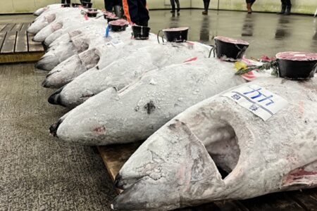 冷凍マグロの取引