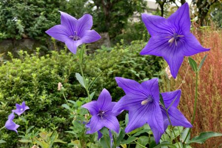 お客様とのやりとり